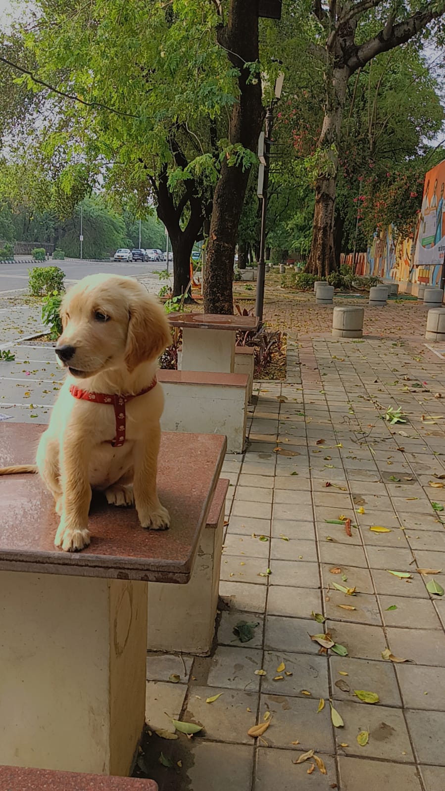 PROFESSIONAL DOG TRAINER